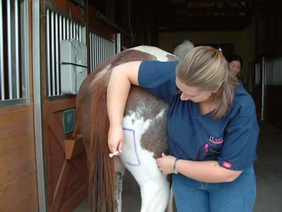 Genesee Valley Equine Clinic | How to Give Intra-Muscular Injections