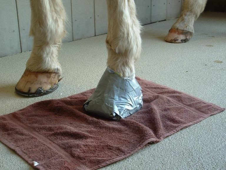Genesee Valley Equine Clinic How to Soak and Wrap a Hoof