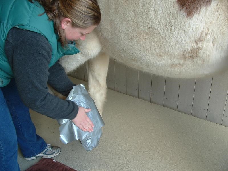 Genesee Valley Equine Clinic How to Soak and Wrap a Hoof